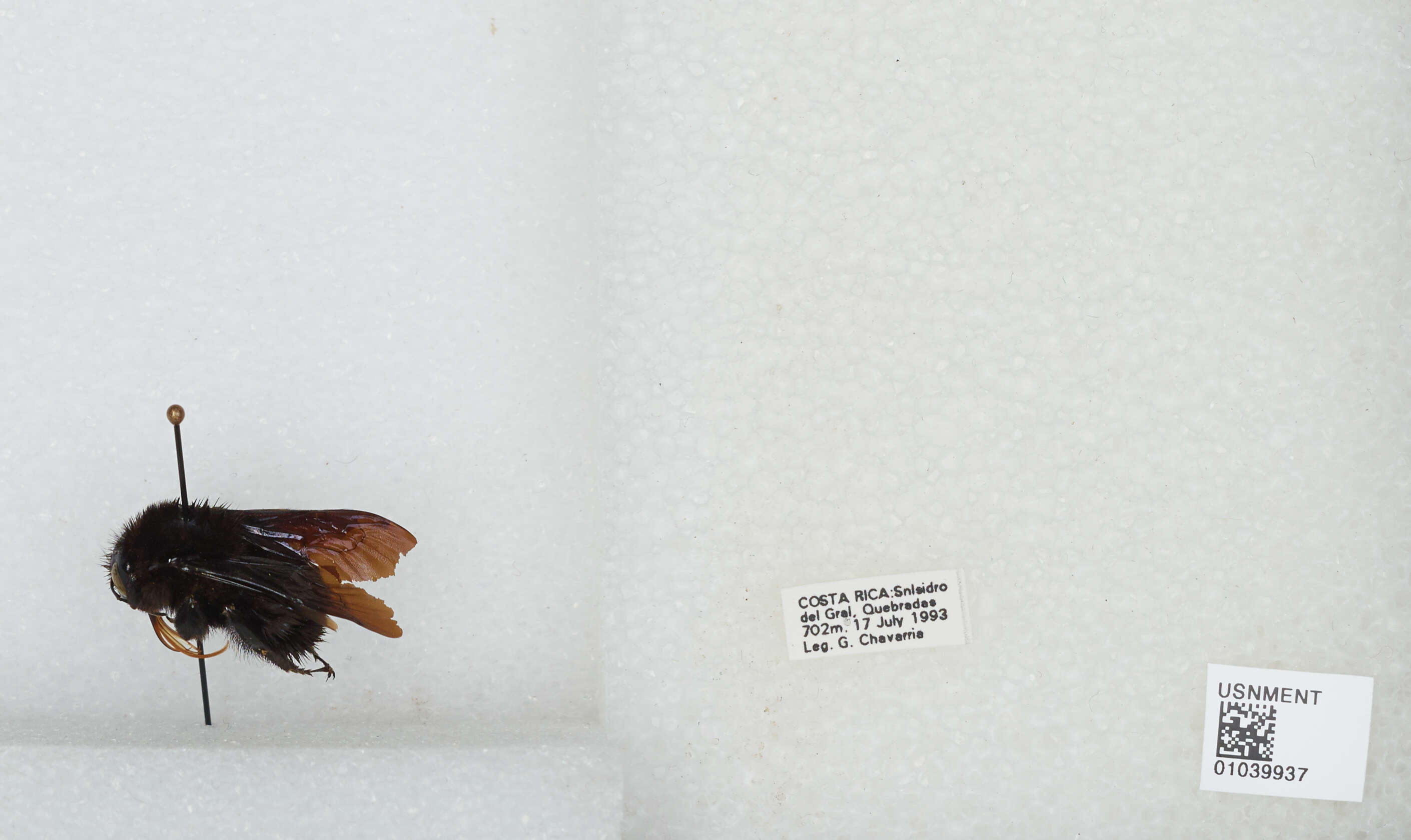 Image of Bombus pullatus Franklin 1913