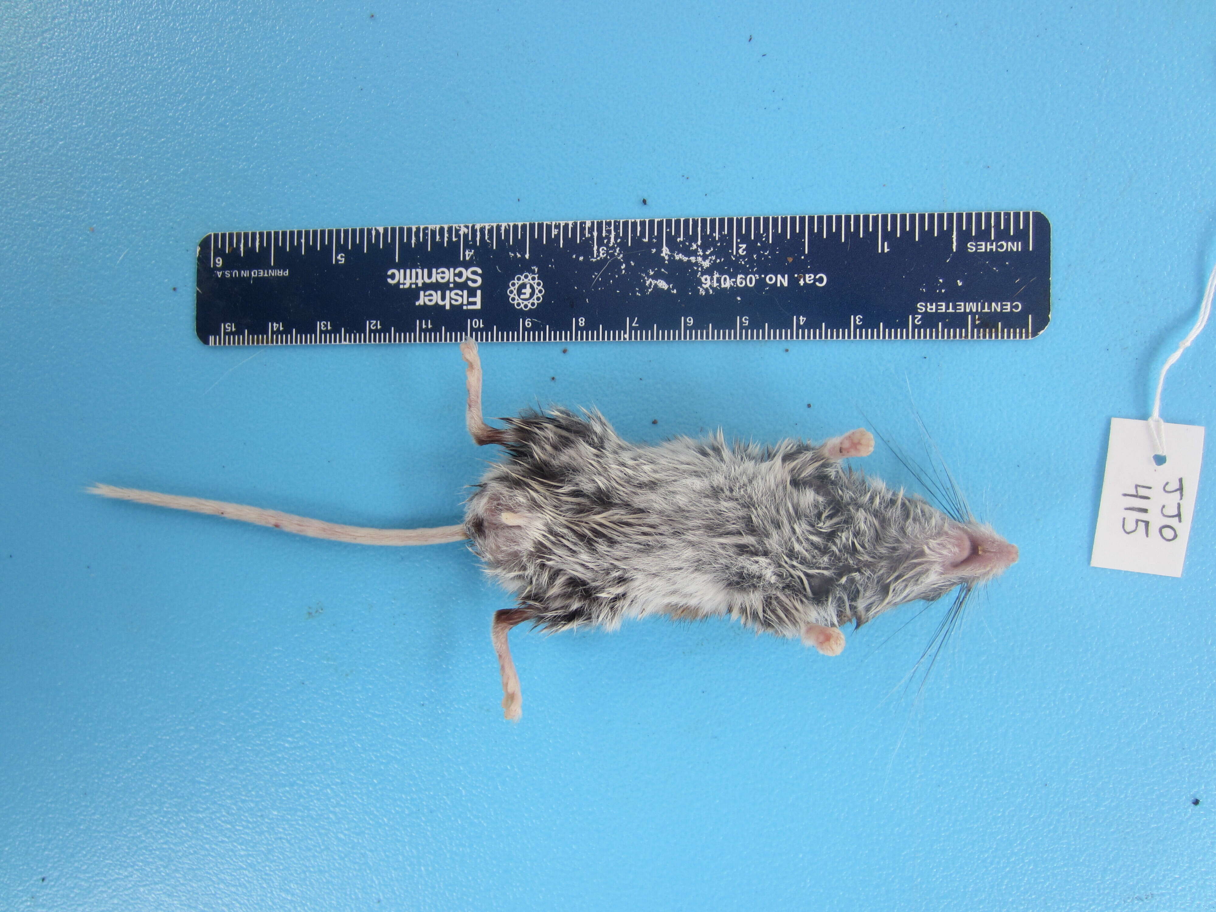 Image de Peromyscus maniculatus (Wagner 1845)