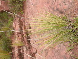 Plancia ëd Pappostipa vaginata (Phil.) Romasch.