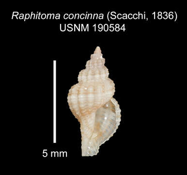 صورة Leufroyia concinna (Scacchi 1836)