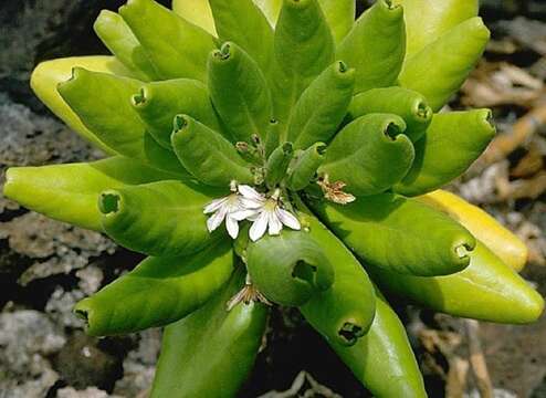 Image of Scaevola taccada var. taccada