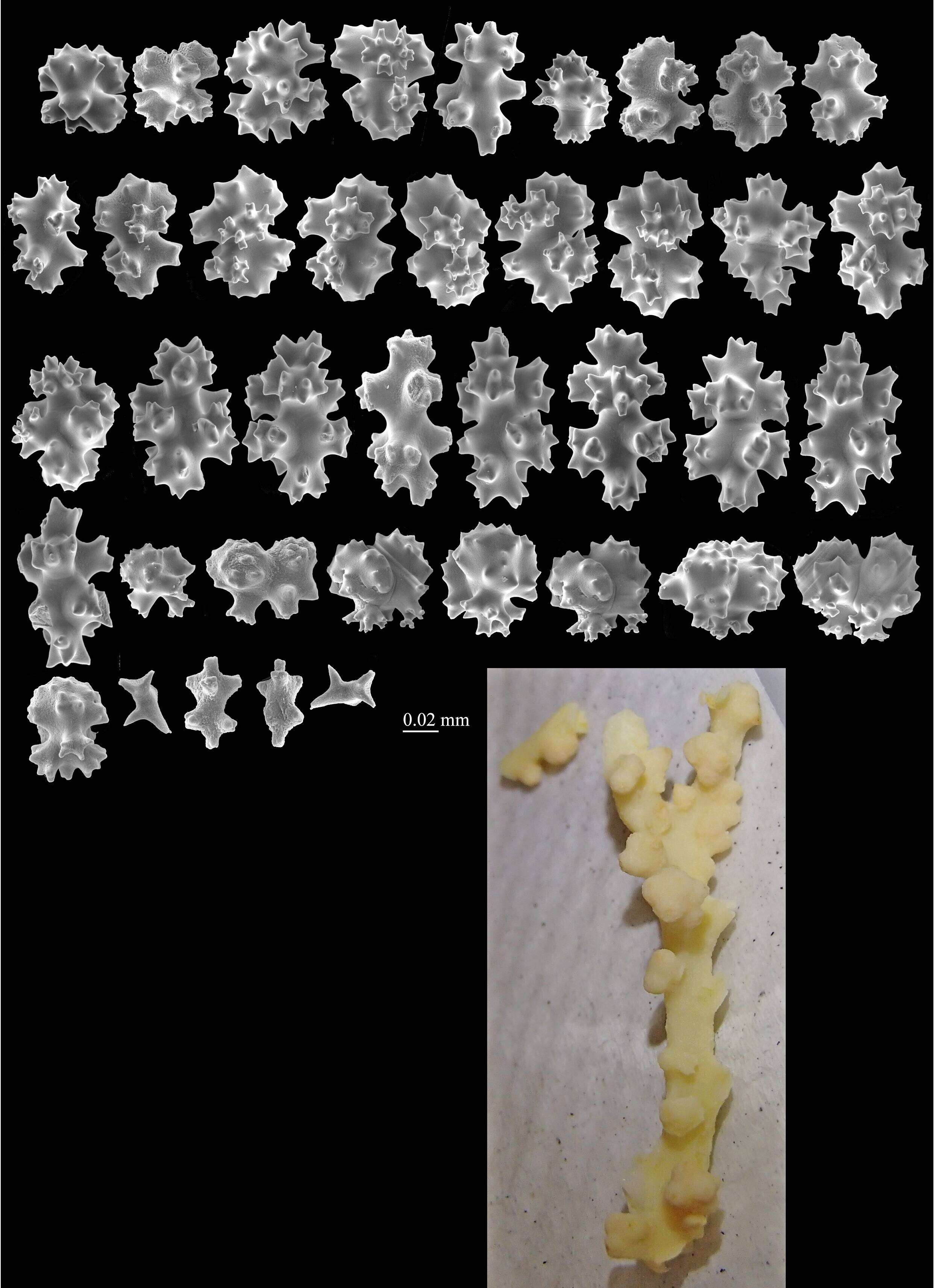 Image of Pleurocorallium niveum (Bayer 1956)