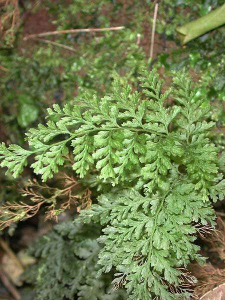 Слика од Vandenboschia davallioides (Gaud.) Copel.