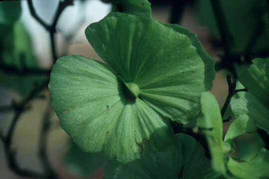 Image of Mascagnia macrophylla Rusby