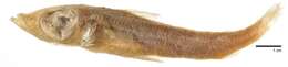 Image of Agassiz&#39;s thread-sail fish