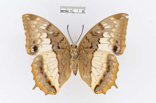 Imagem de Charaxes protoclea Feisthamel 1850