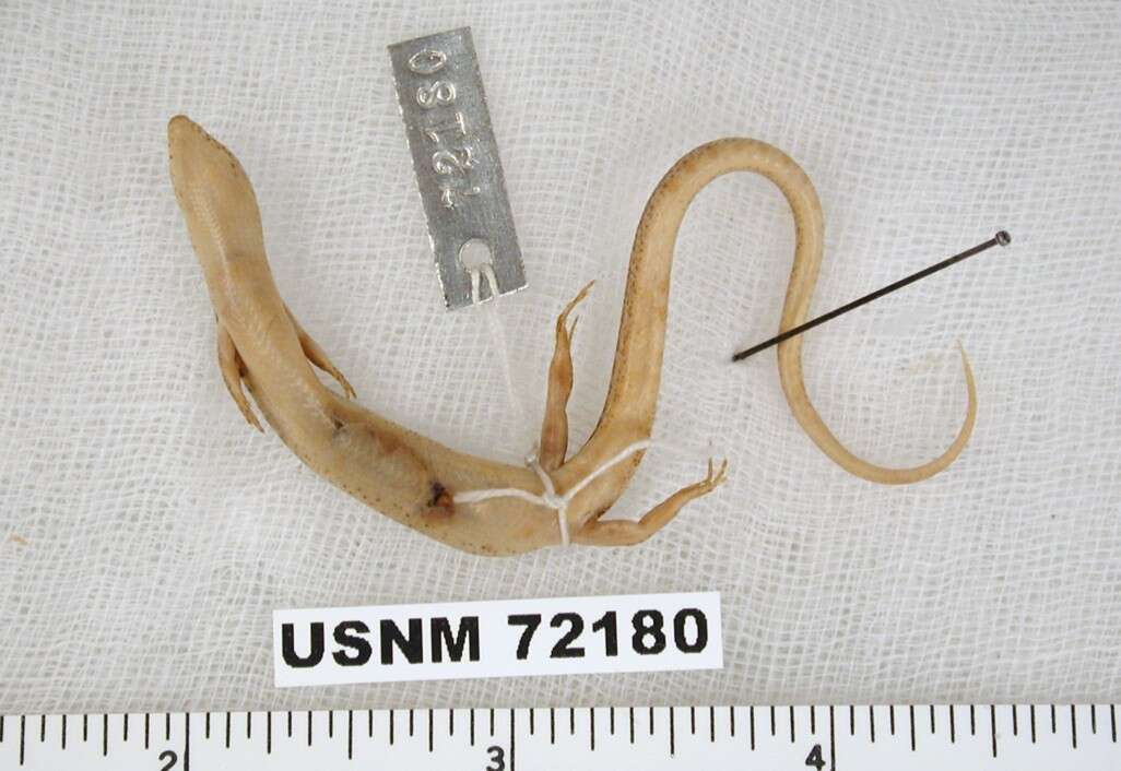 Image of Modest Ground Skink