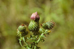 Plancia ëd Cirsium mexicanum DC.