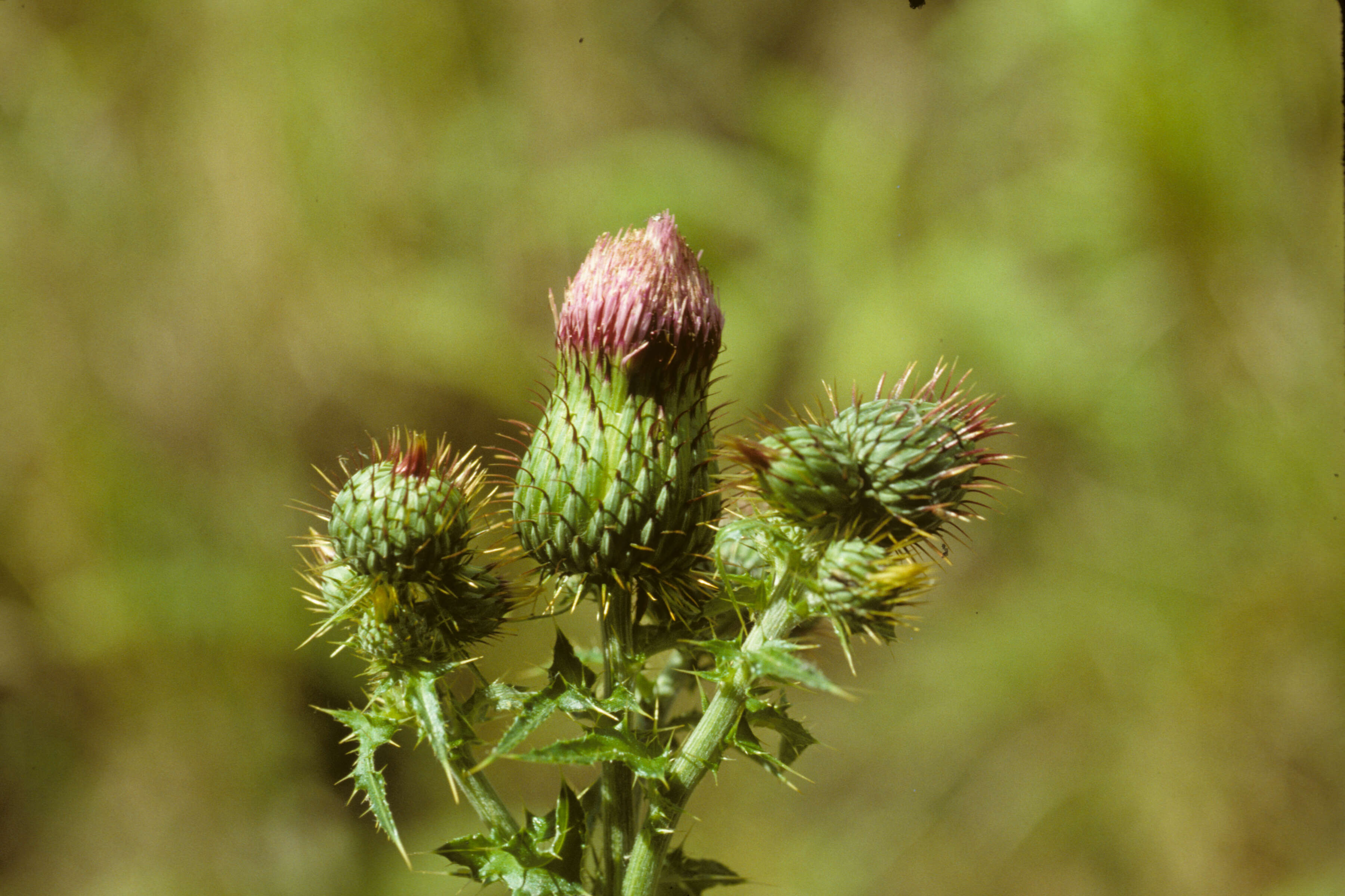 Image of Mexican thistle
