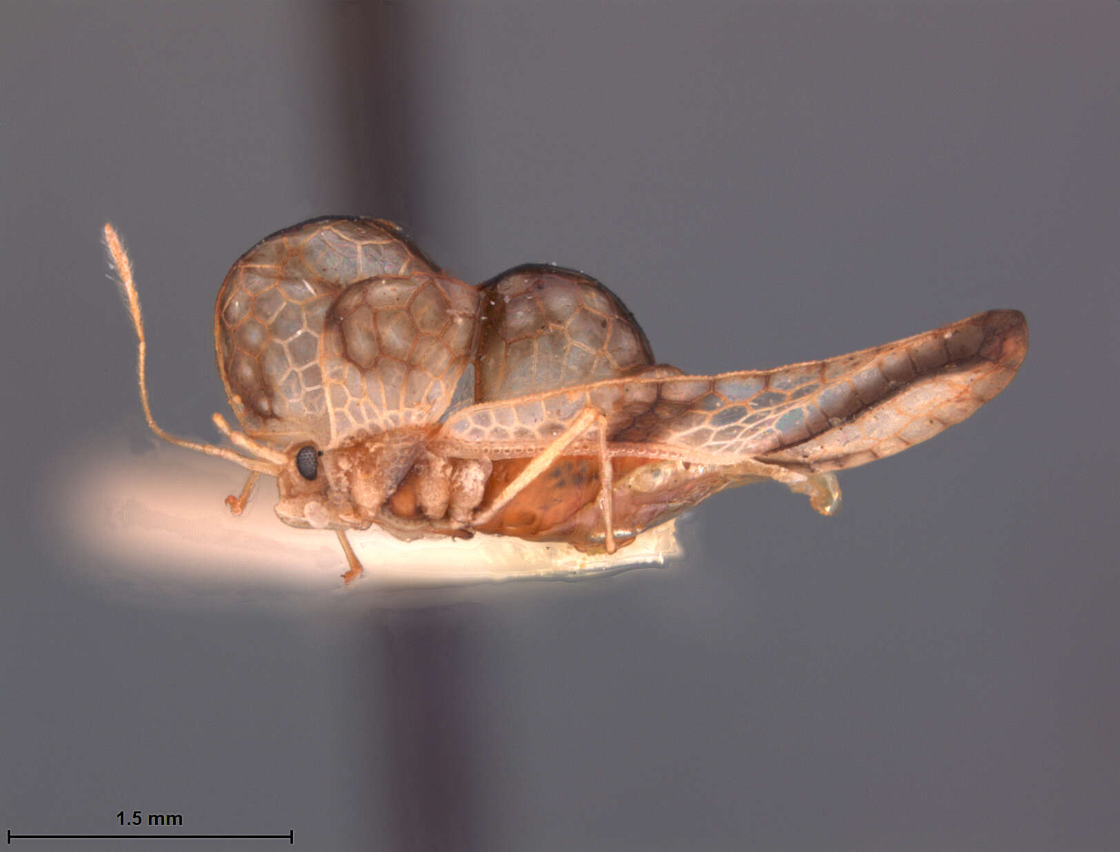 Image of Dicysta peruviana Drake & Poor 1940