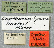Image of Stultutragus linsleyi (Fisher 1947)