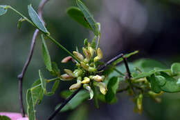 صورة Nissolia fruticosa var. fruticosa