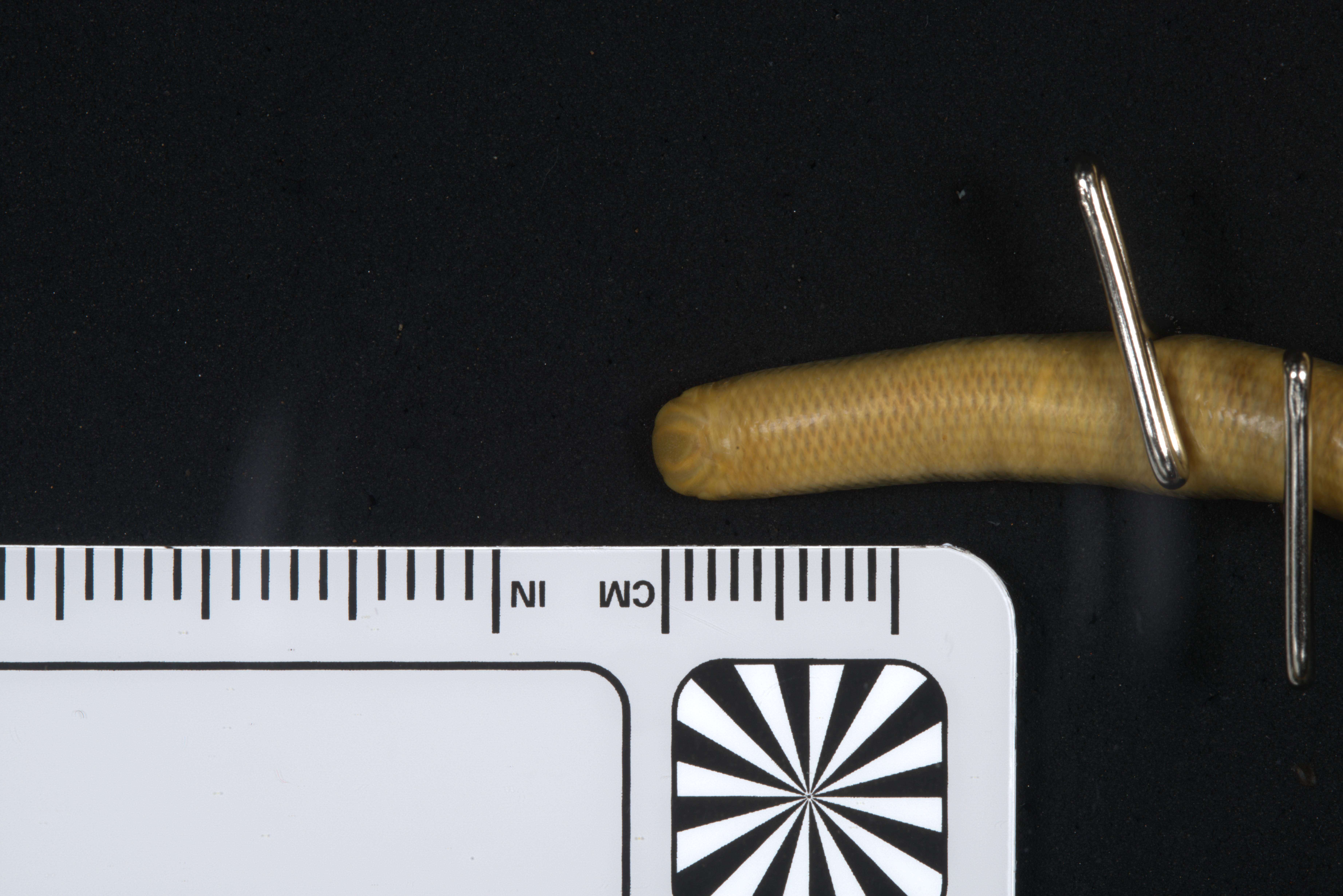 Image of Mann's Worm Snake