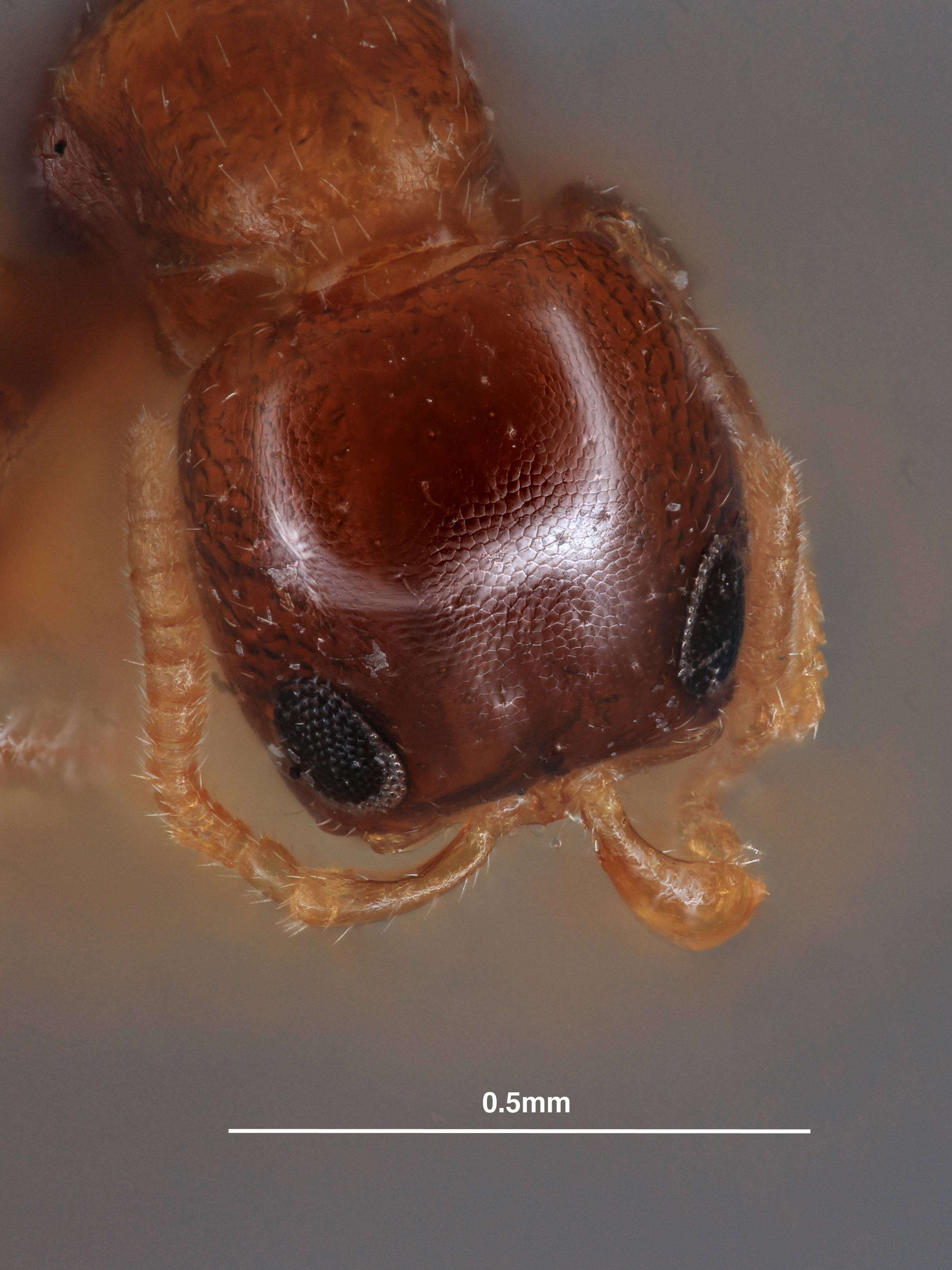 Plancia ëd <i>Sclerodermus macrogaster</i> Ashmead