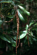 Image of Jamaican Capertree