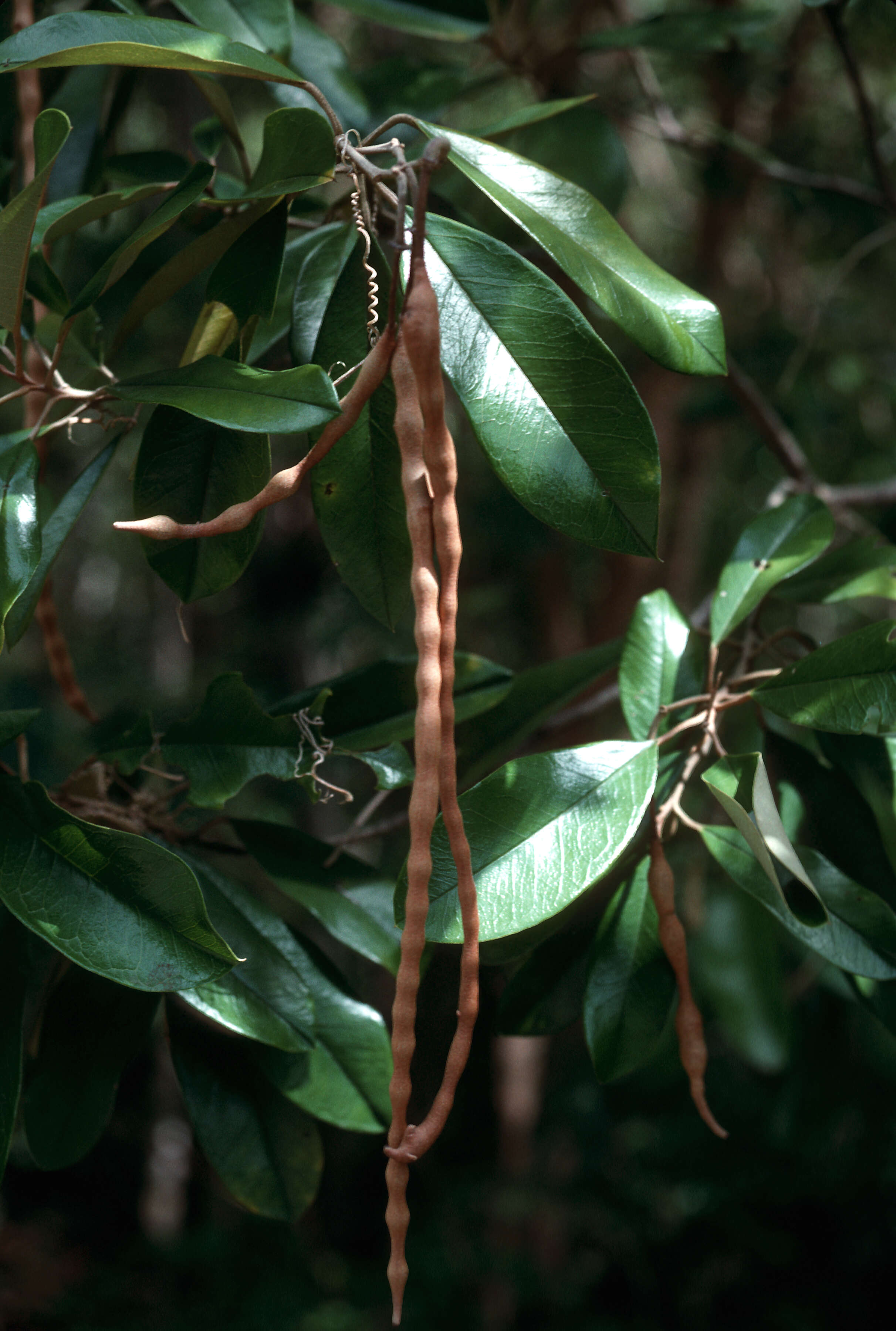 Image of Jamaican Capertree