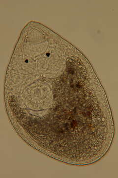 Image of Rhabdocoela