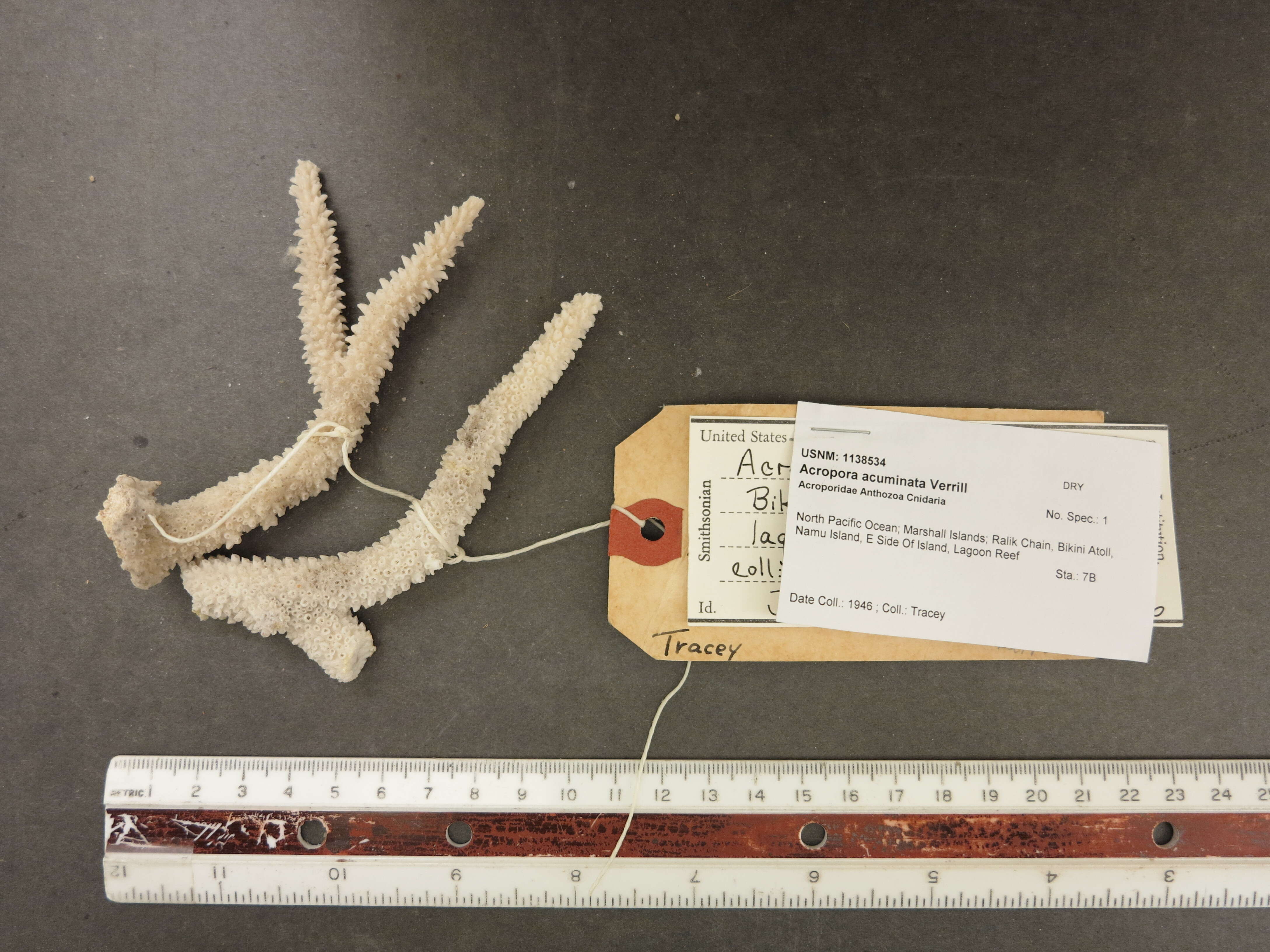 Image of Staghorn coral