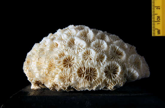 Image of Knob Coral