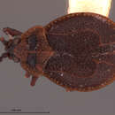 Image of Acalypta mniophila Drake & Ruhoff 1959