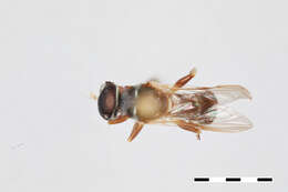 Myolepta graciliventris Wiegmann 1986 resmi