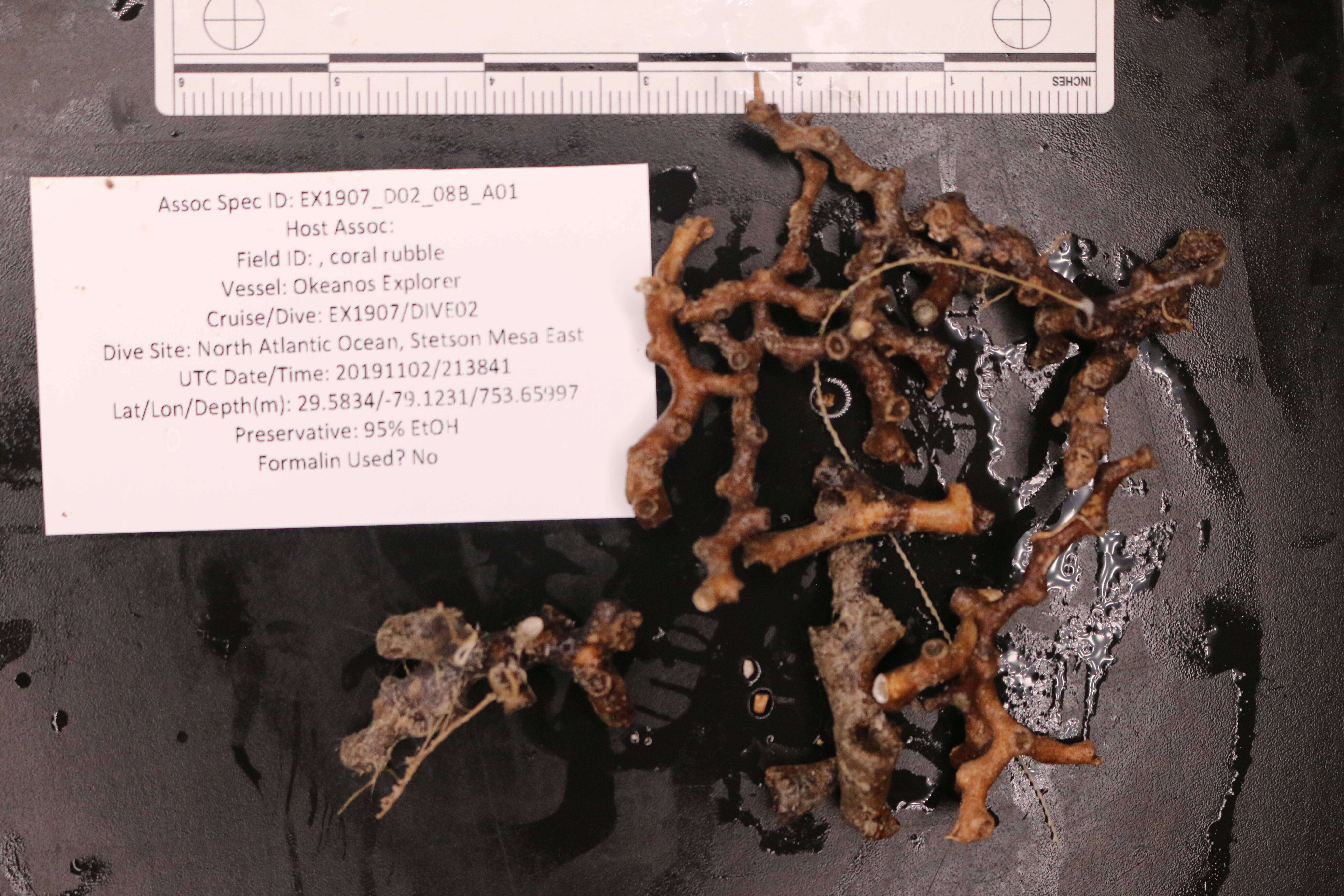 Image of Plumarella dichotoma Cairns & Bayer 2004