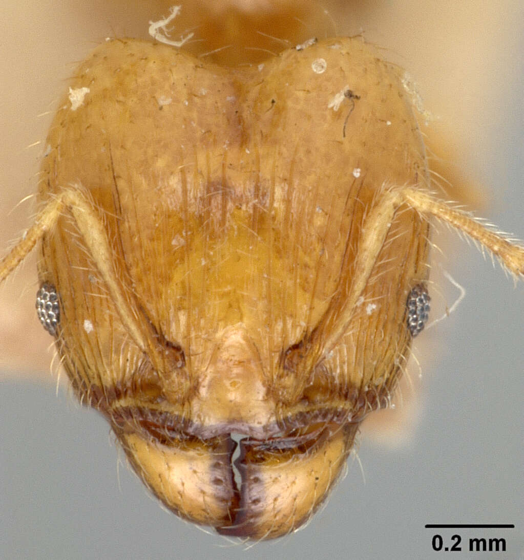 Image de Pheidole terresi Wheeler & Mann 1914