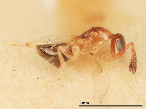 Image of Parasitoid wasp