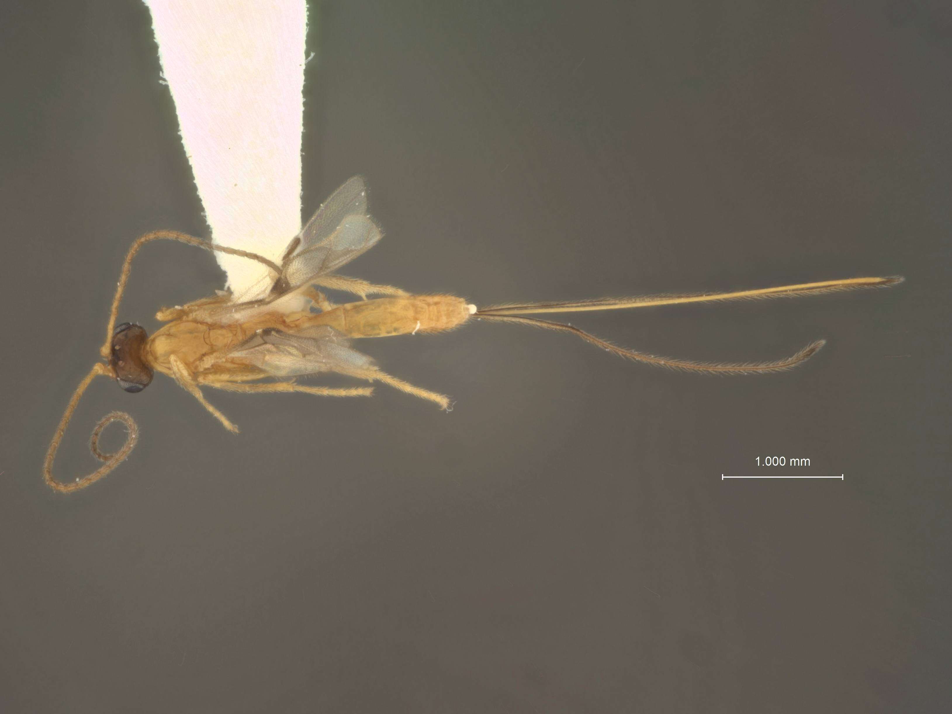 Image of Macrocentrus prolificus Wharton 1984