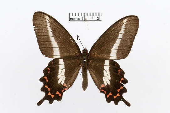 Image of Parides bunichus (Hübner 1821)