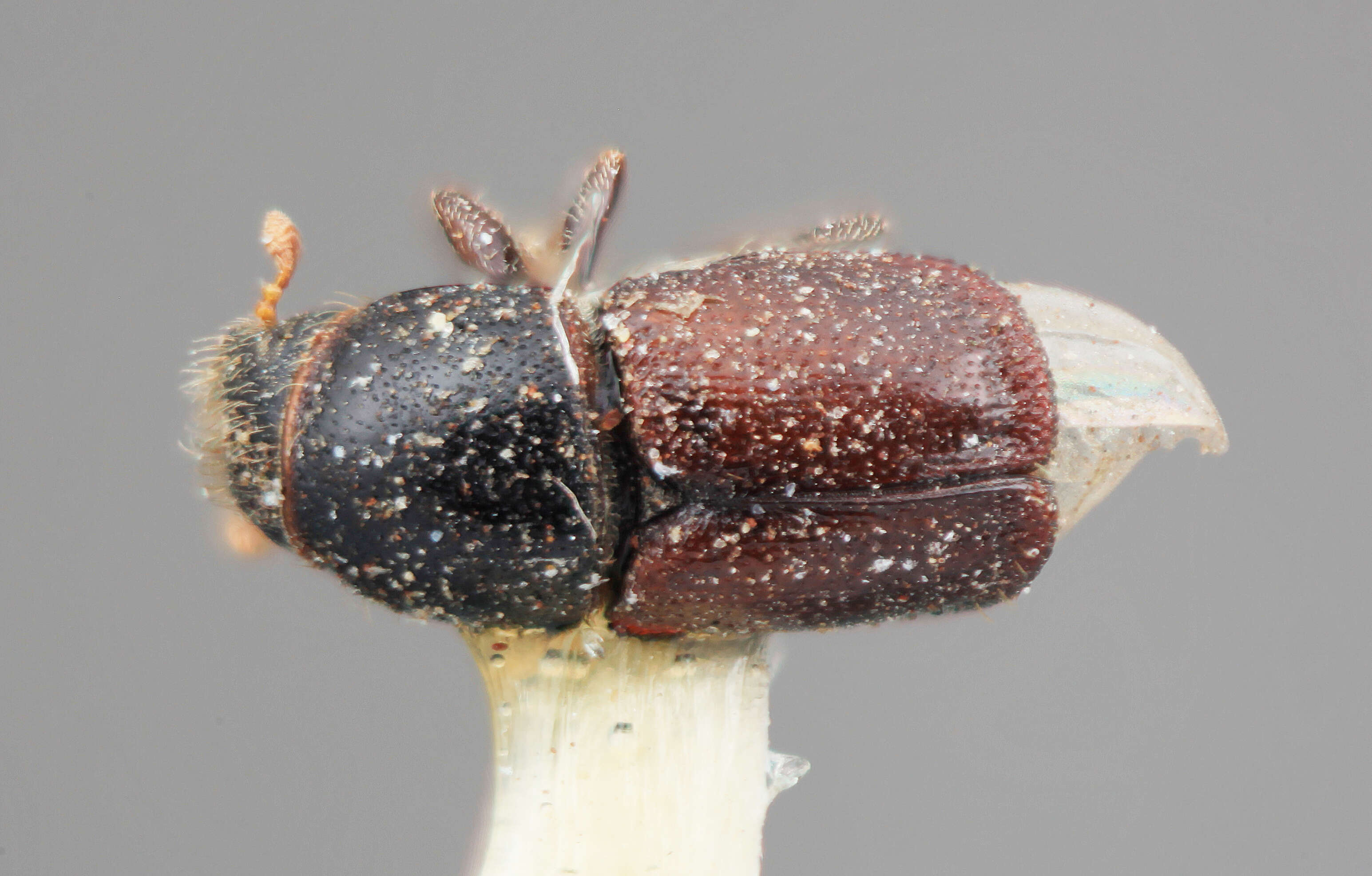 Image of Scolytus obelus Wood 1962