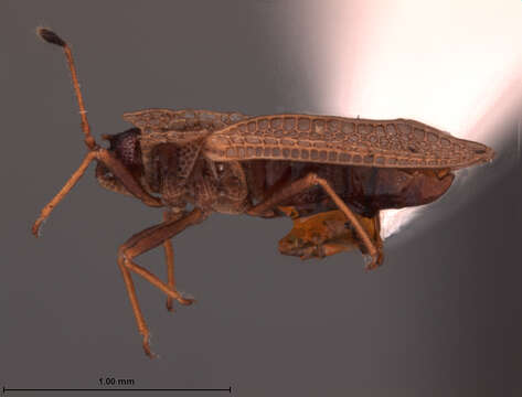 Image of Acalypta Westwood 1840