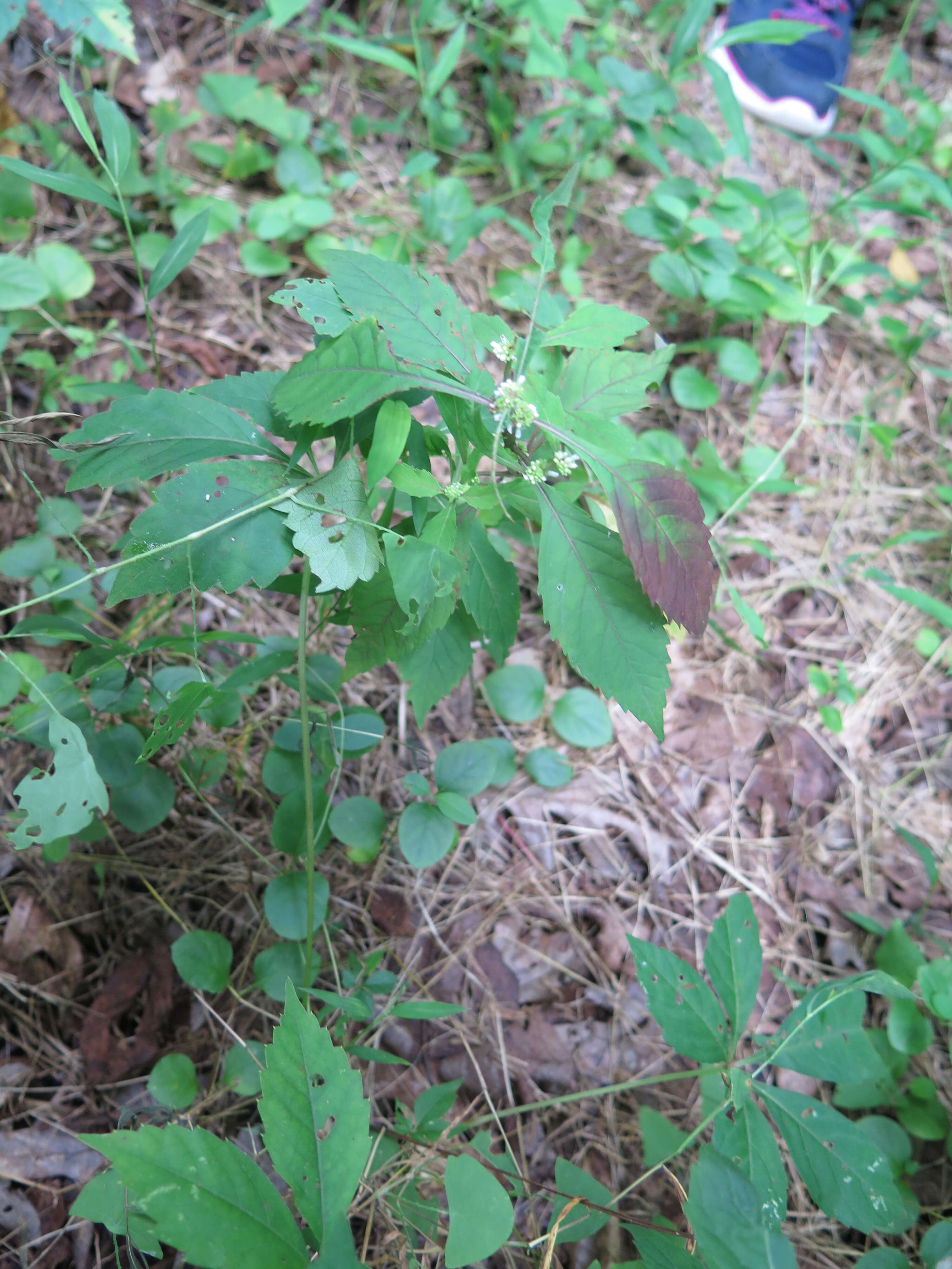 Image of Virginia water horehound