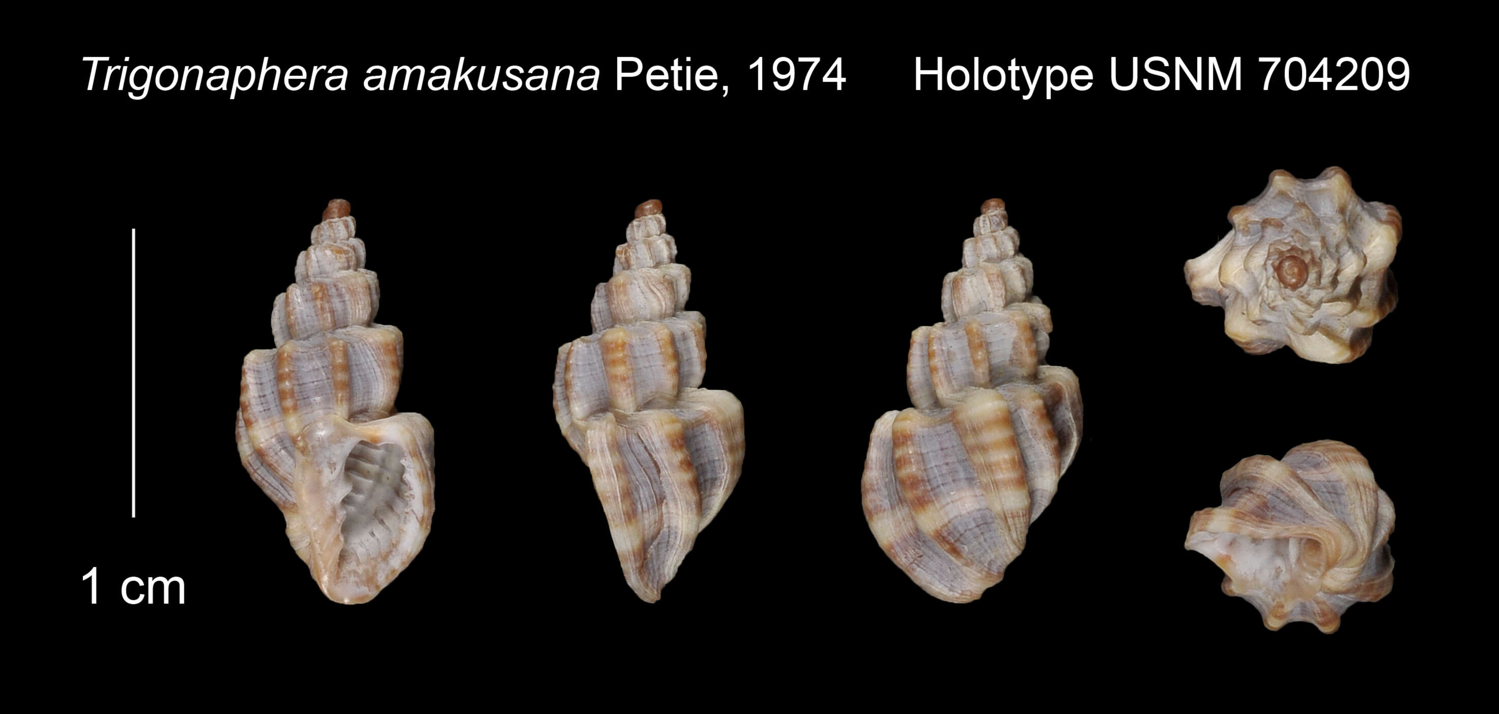 Image of Trigonaphera amakusana Petit 1974