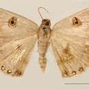 صورة Argyrotome prattaria Schaus 1917