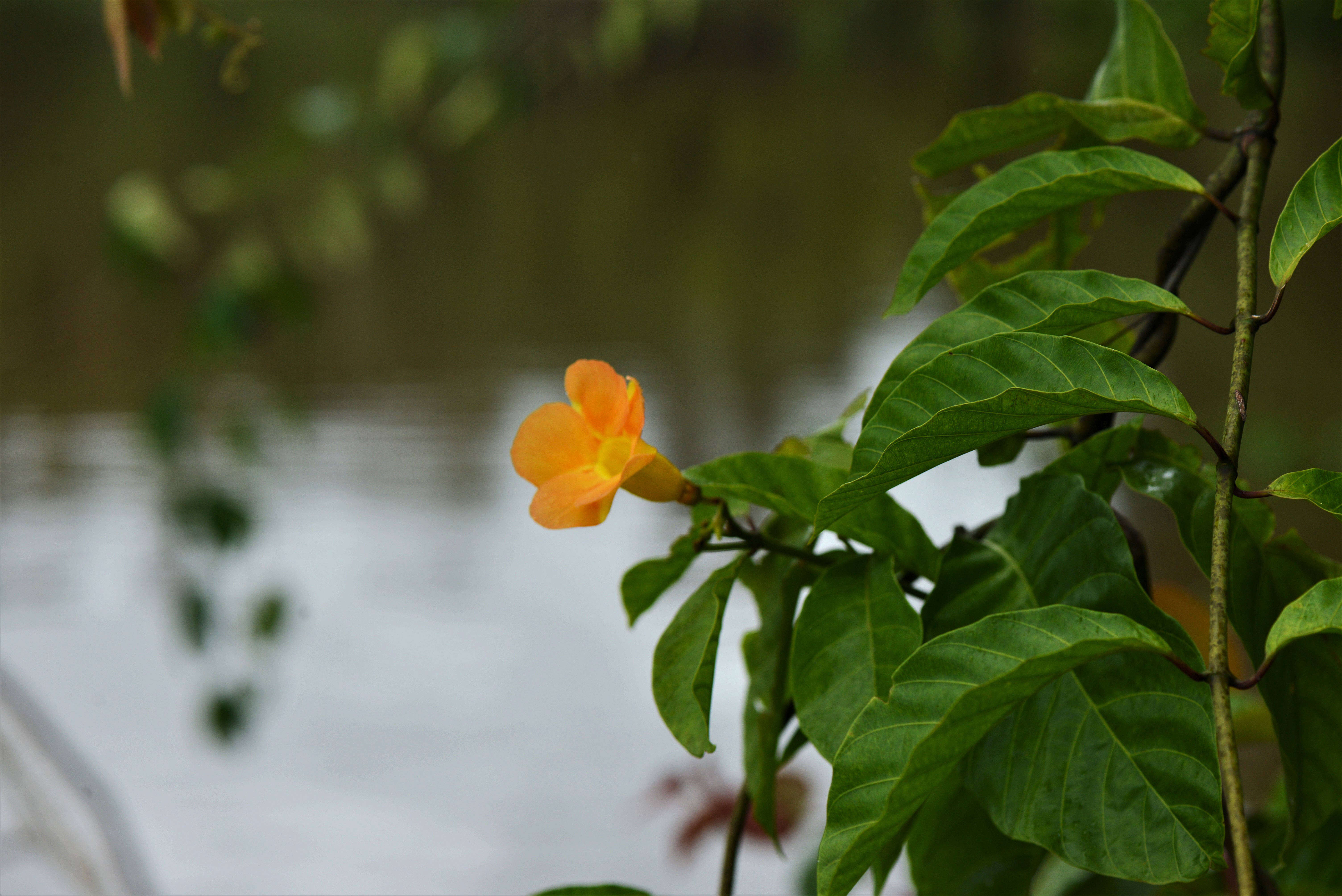 Image of Apocynaceae