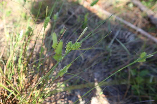 Plancia ëd Carex tenax Chapm. ex Dewey