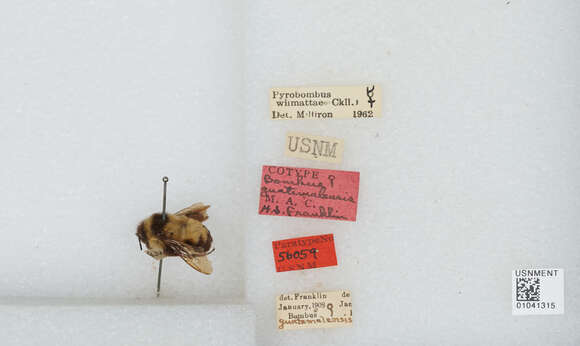 Image of Bombus wilmattae Cockerell 1912