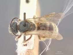 Image of Halictus