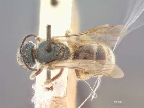 Image of Halictus