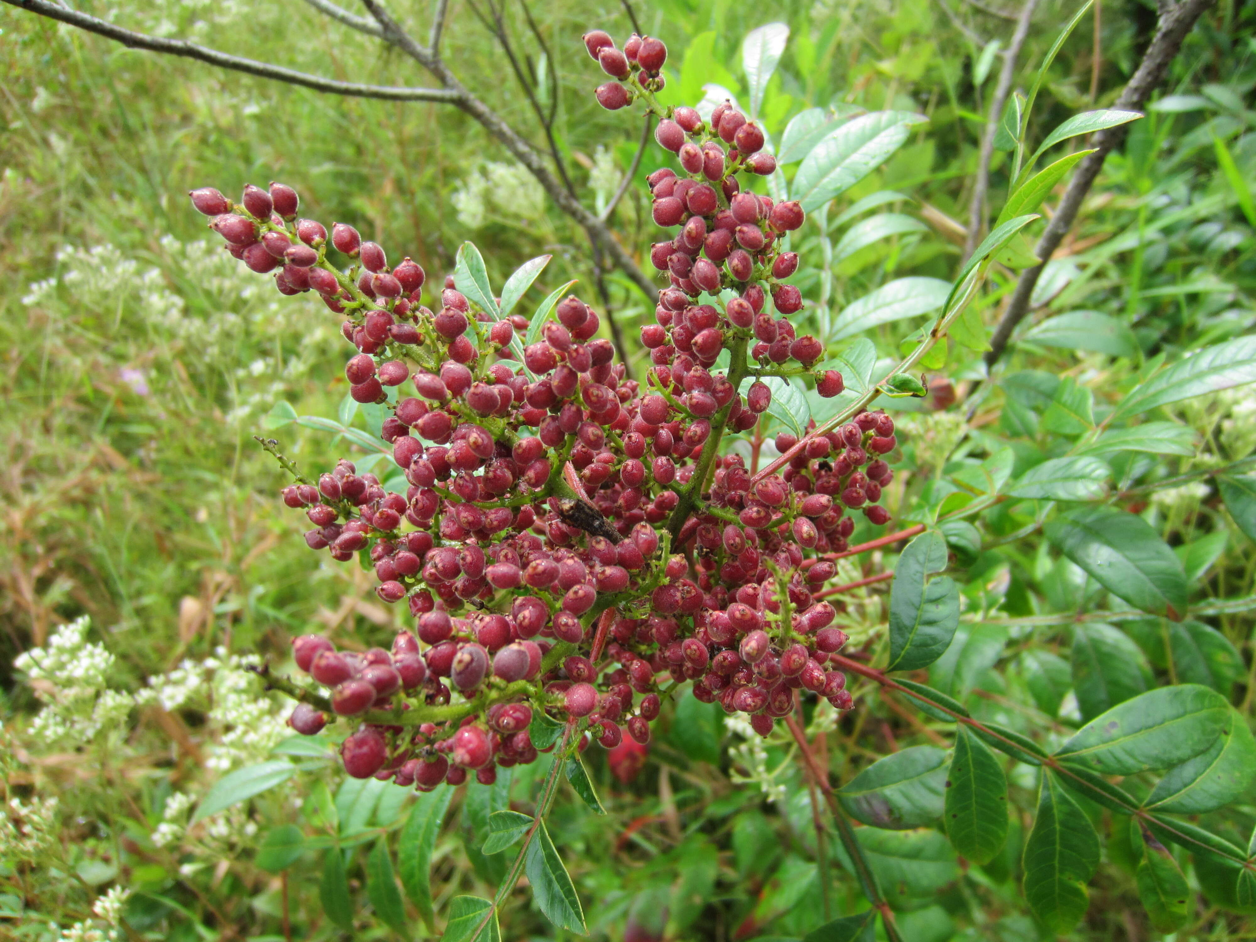 Image of Rhus copallina L.