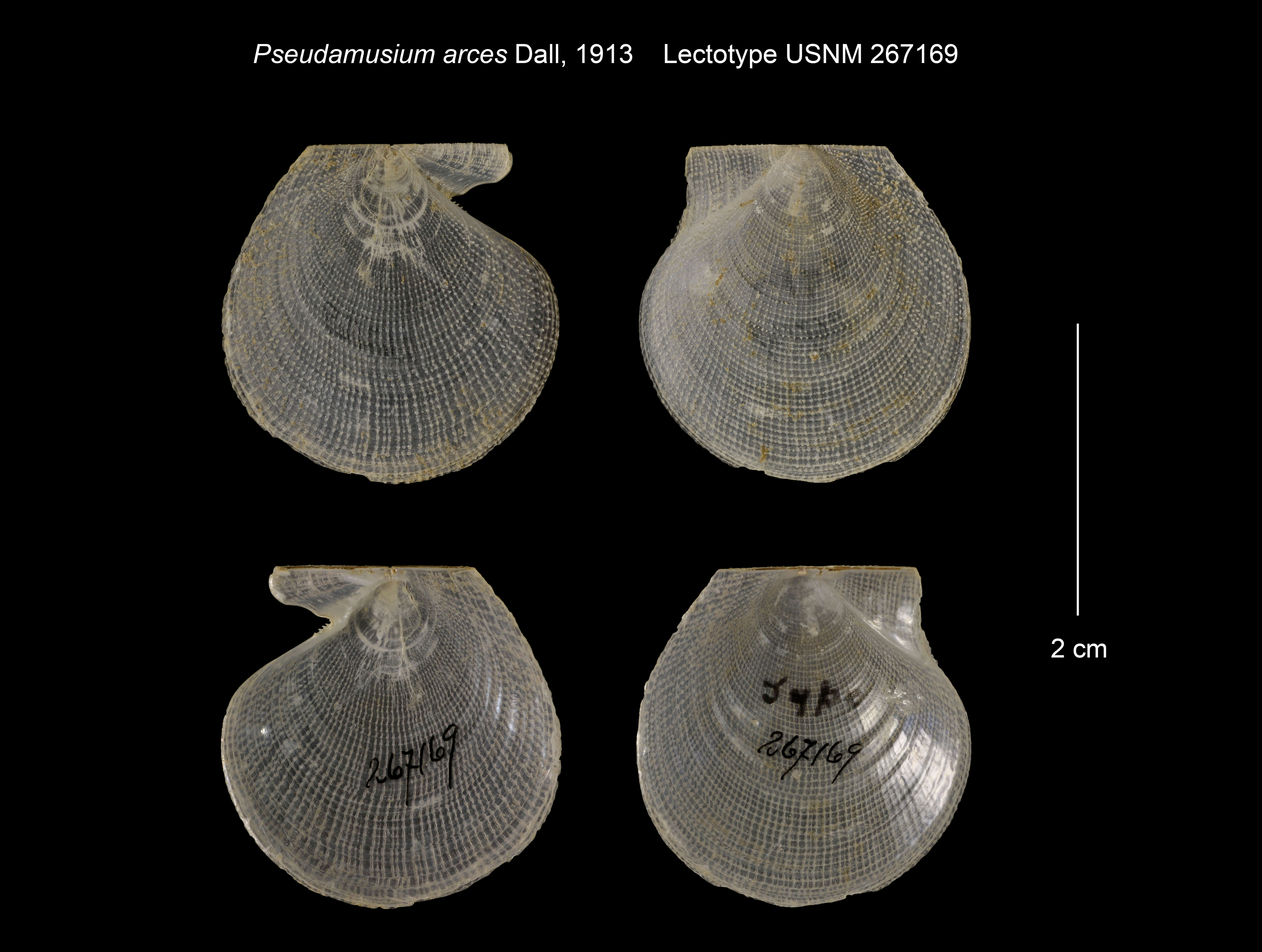 Plancia ëd Camptonectinae Habe 1977