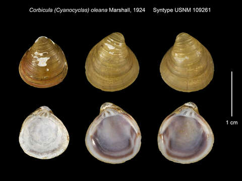 Image of Corbicula (Cyanocyclas) oleana Marshall