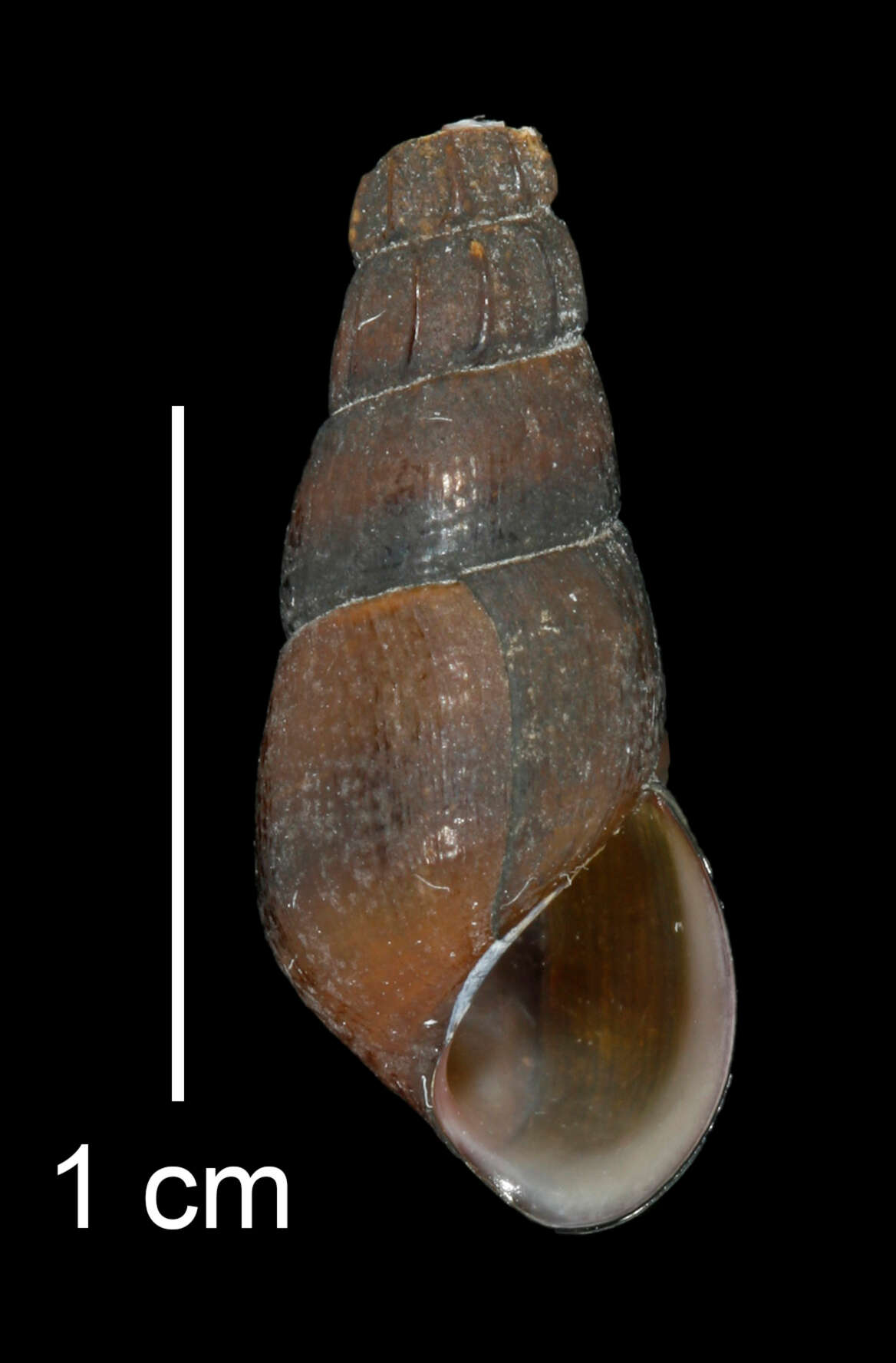 Image of Juga plicifera (I. Lea 1838)