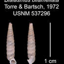 Image of Bialasmus bilamellata C. Torre & Bartsch 1972