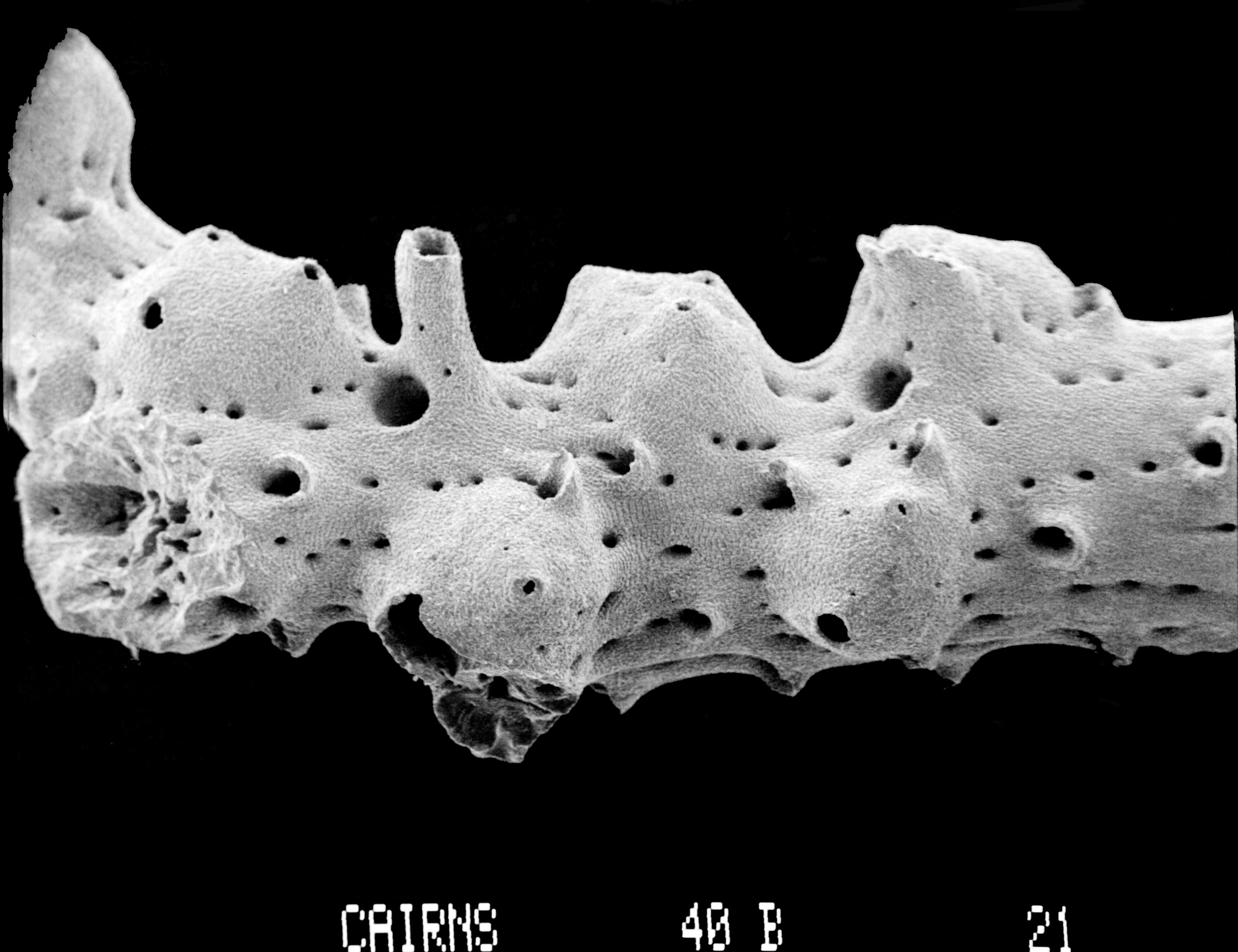 Imagem de Lepidotheca fascicularis (Cairns 1983)