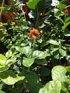 Image of Arabian jasmine