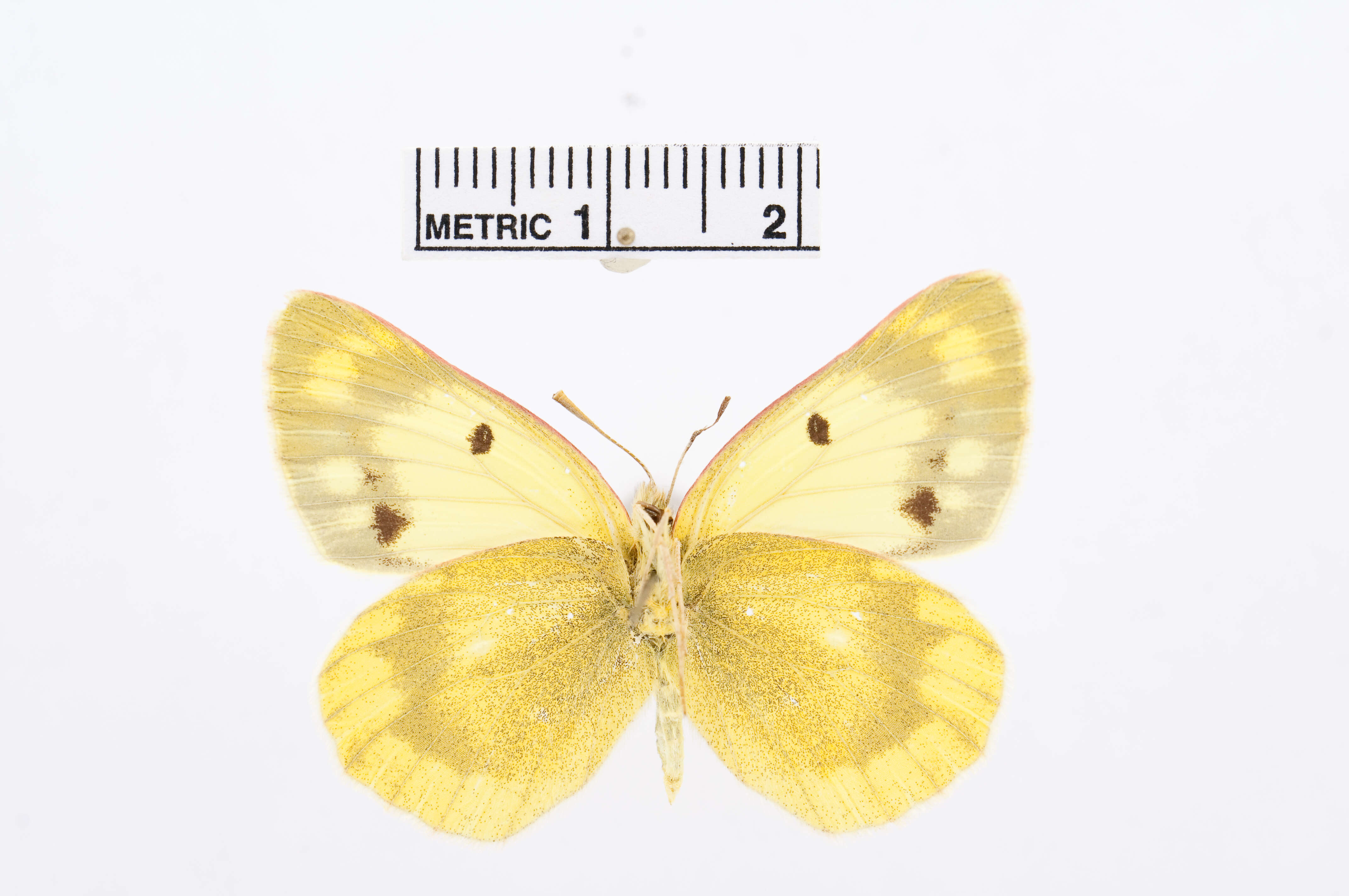 Image de Colias alpherakii Staudinger 1882