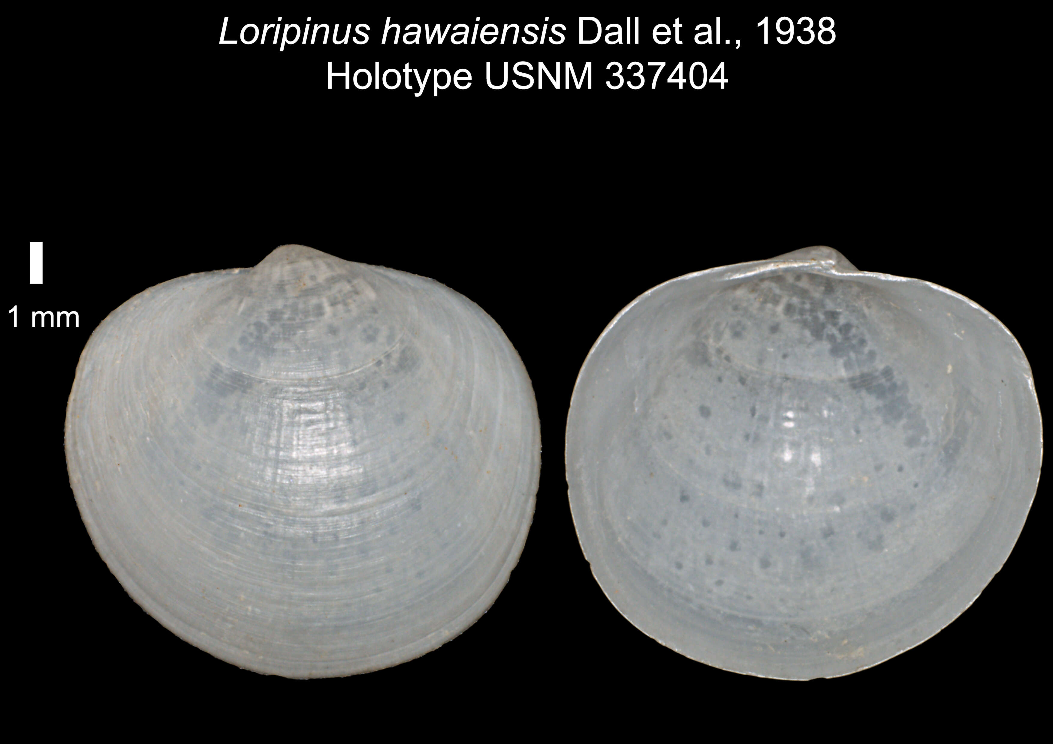 Image de Euanodontia hawaiensis (Dall, Bartsch & Rehder 1938)