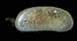 Image of Ostracoda